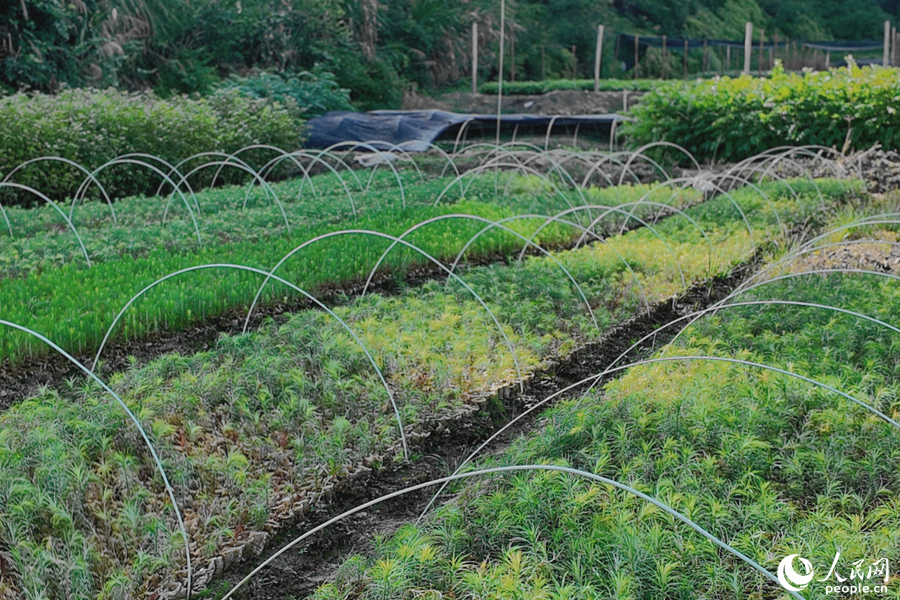 清流縣保障性苗圃的育苗區(qū)。人民網(wǎng) 楊灝昱攝