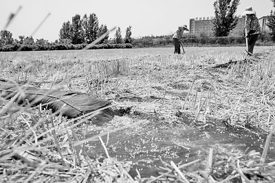 連日來(lái)，黃淮海持續(xù)高溫少雨，部分地區(qū)旱情仍在發(fā)展。圖為山東省肥城市通過(guò)蓄引提調(diào)相結(jié)合的辦法，多措并舉搶灌溉、保苗情。 新華社發(fā)