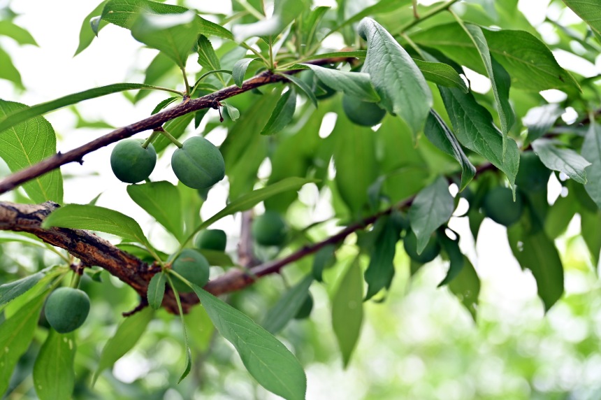 巫山縣曲尺鄉(xiāng)柑園村的脆李樹掛滿青果。鄒樂攝