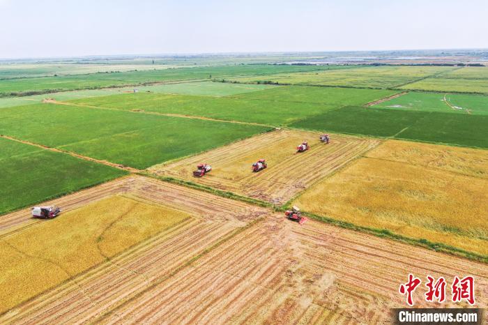 圖為在南昌縣大田農(nóng)社，收割機(jī)正在收割早稻。　劉力鑫 攝