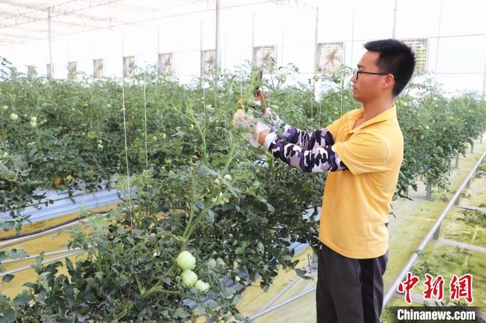 圖為在紅谷灘區(qū)元宇宙·VR數(shù)字農(nóng)業(yè)示范基地七彩番茄培育車間內(nèi)，農(nóng)業(yè)技術(shù)員正在對(duì)番茄植株進(jìn)行修剪?！⌒苠\陽(yáng) 攝