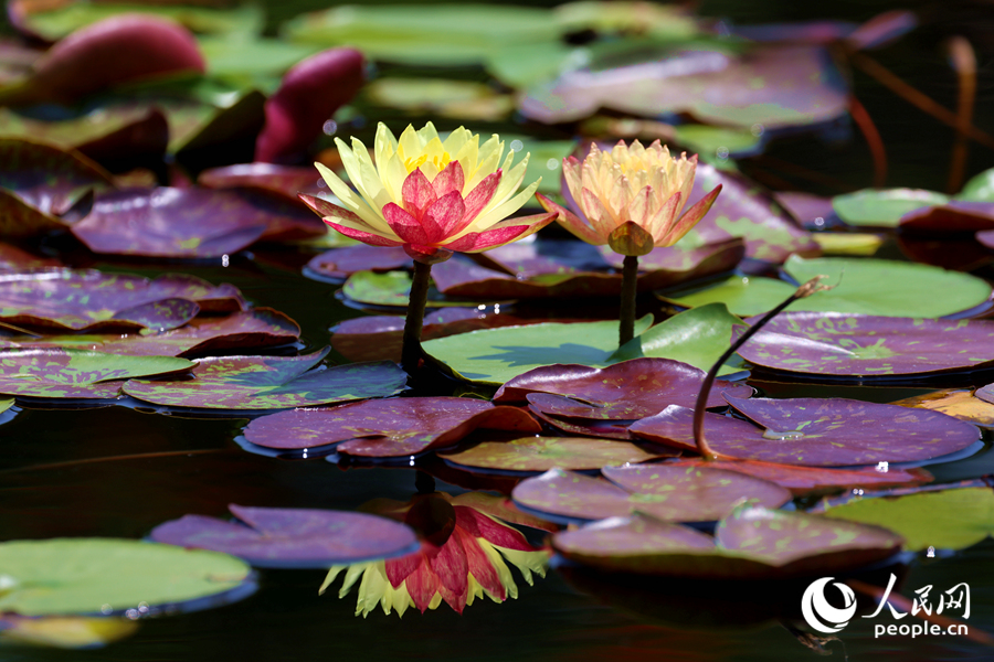 雙色睡蓮與翠綠的蓮葉、清澈的池水相映成畫。人民網(wǎng)記者 陳博攝