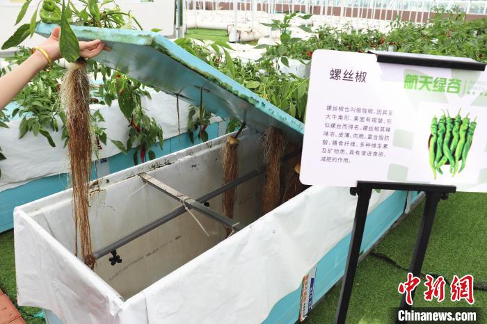 圖為在南昌市紅谷灘區(qū)元宇宙·VR數(shù)字農(nóng)業(yè)示范基地氣霧培養(yǎng)車間里，螺絲椒長(zhǎng)勢(shì)良好?！⌒苠\陽(yáng) 攝