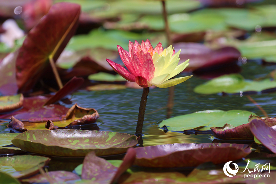亭亭玉立于水中央的雙色睡蓮。人民網(wǎng)記者 陳博攝