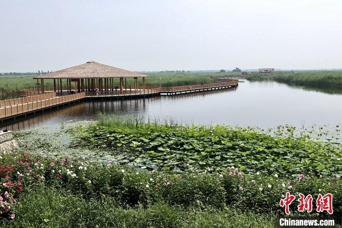 從完成頂層設(shè)計(jì)到如火如荼大規(guī)模建設(shè)，六年來，雄安新區(qū)如春天的竹子一般拔節(jié)生長，這座承載千年大計(jì)的“未來之城”已雄姿初顯。從“一張白紙”開始著墨，如今的雄安新區(qū)已是濃墨重彩的“山水畫”。<a target='_blank' href='/'>中新社</a>記者近日走訪了雄安新區(qū)多地，從“藍(lán)綠金”三色感受這座“未來之城”的巨大變化。圖為7月20日，河北白洋淀上荷花滿淀、蘆花搖曳。 <a target='_blank' href='/'>中新社</a>記者 易海菲 攝